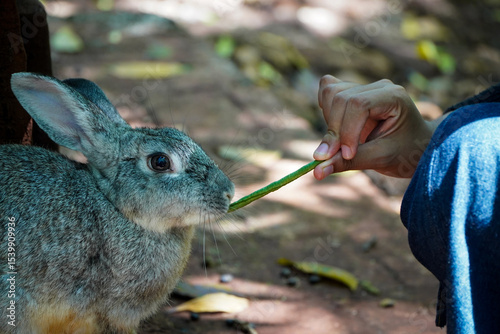 A gray rabbit being fed a green plant stem by a human hand in a natural outdoor setting.
