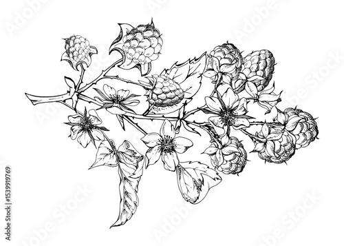 Raspberry berries leaves flowers on thorny spiked branch hand drawn in vector ink. Ripe dewberry mulberry. Isolated botanical illustration. Home preserves cookbook, grocery store, realistic closeup