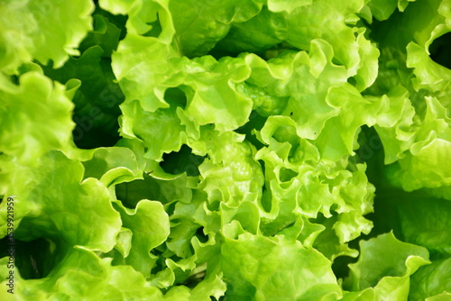 Close-up of fresh green lettuce leaves green leaves wallpaper