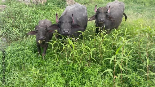 group of Italian Mediterranean buffalos eating grass at lake side view