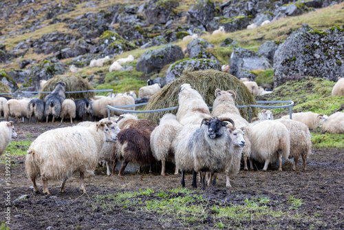 A flock of Icelandic sheep grazing on a mountainside. This hardy breed is renowned for its thick and warm wool and can live outside in cold and hostile conditions.
