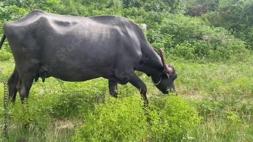 group of Italian Mediterranean buffalos eating grass at lake side view