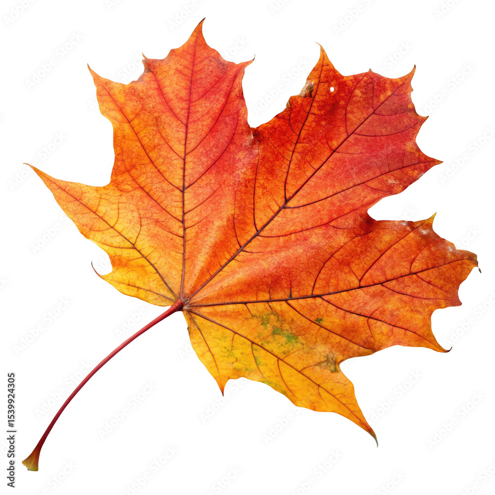 autumn leave, transparent background autumn leave, transparent background