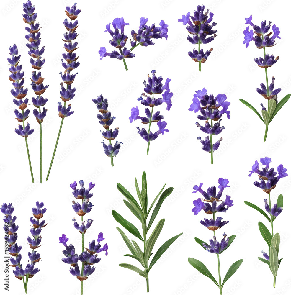 Naklejka premium lavender flowers collection