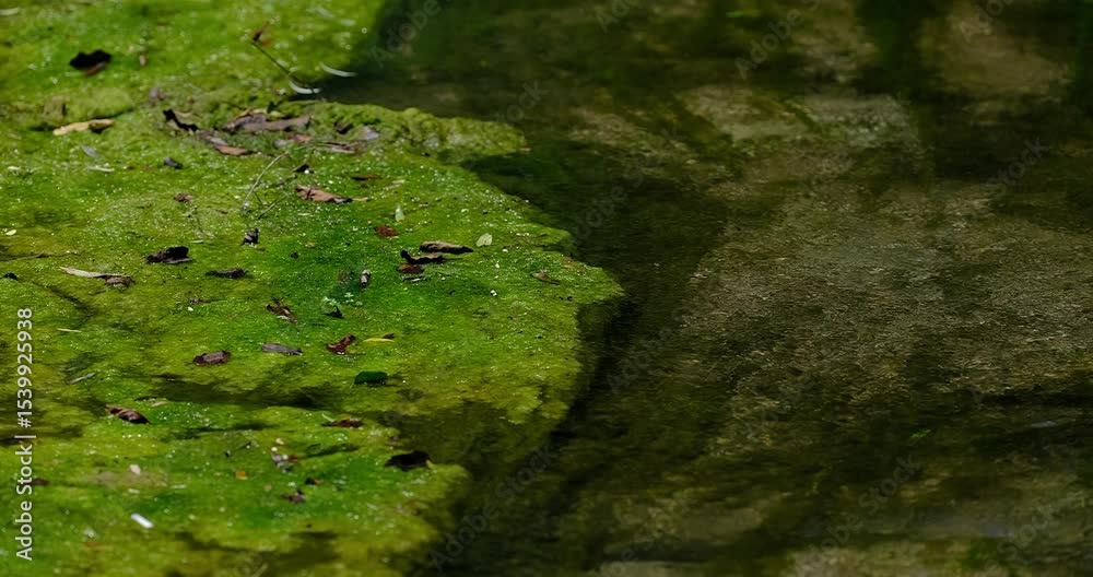 river in the nature river in the nature