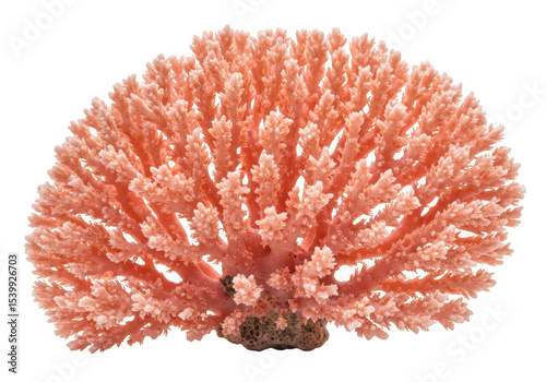 Pink coral branch isolated on transparent background