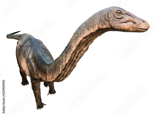 Apatosaurus is a genus of herbivorous sauropod dinosaur that lived during the Late Jurassic period. Apatosaurus isolated on a white background.