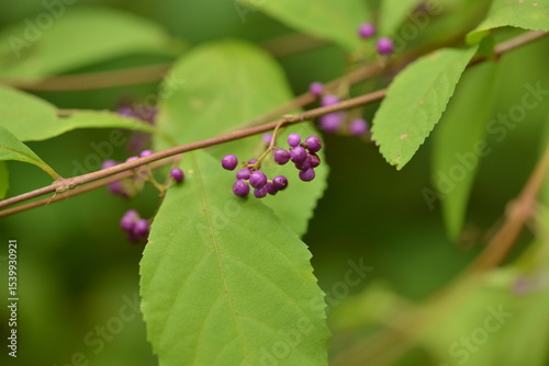 Callicarpa japonica - Korean Beautyberry with Purple Fruits, Flowers, and Bark

