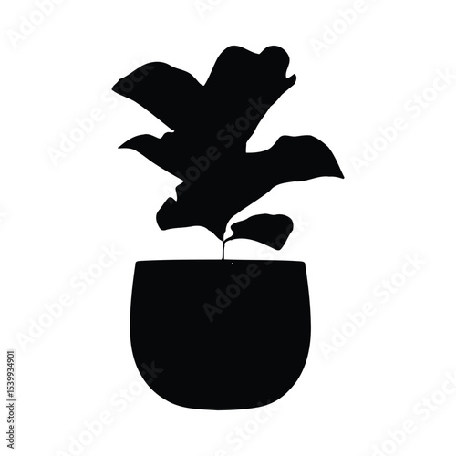 Black Silhouette Fiddle Leaf Fig Plant in Pot image 1