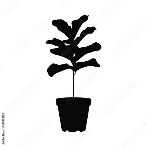 Black Silhouette Fiddle Leaf Fig Plant in Pot tree