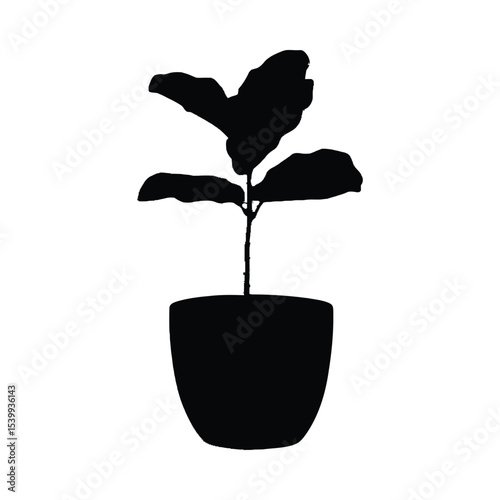 Black Silhouette Fiddle Leaf Fig Plant in Pot image