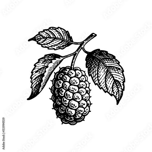 Detailed hand-drawn illustration of a blackberry with leaves.