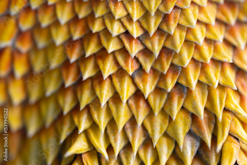 Close-up of yellow-orange agama lizard scales