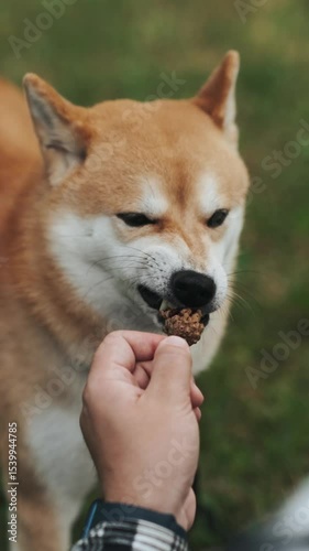 young man owner giving shiba inu dog a pine cone to chew during summer park walk playful outdoor pet bonding concept nature