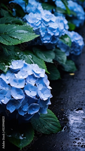 Japanese blue hydrangea by foot path in raining outdoors flower nature.