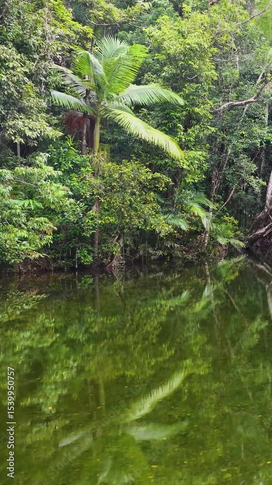 Serene Drone Journey Over Lush Rainforest Creek Serene Drone Journey Over Lush Rainforest Creek