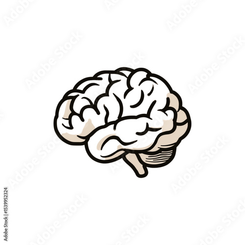 Brain illustration with detailed structure and lines on a white background  