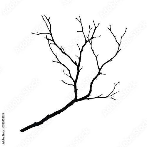 Black Silhouette Bare Branch Winter Tree Twig image