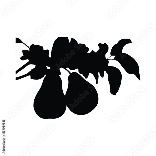 Black Silhouette Pears Branch Leaves Fruit Tree image 2