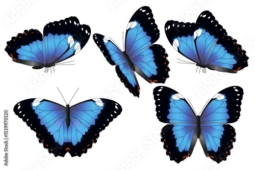 vector realistic butterfly set. Cartoon color volume clip art isolated on transparent background. Hand drown design element.