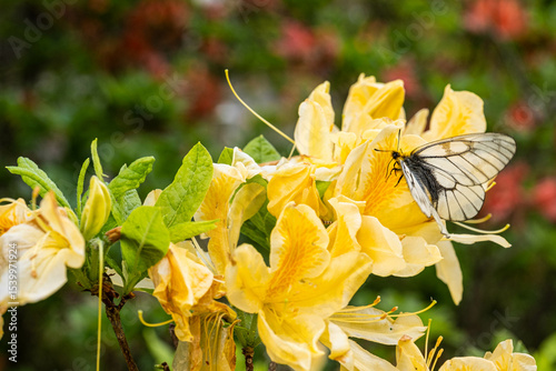 Farfalla sopra il fiore