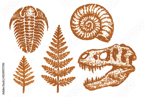 Hand drawn ancient fossils and botanical illustrations, featuring a trilobite, ammonite shell, dinosaur skull, and fern, in earthy orange hues