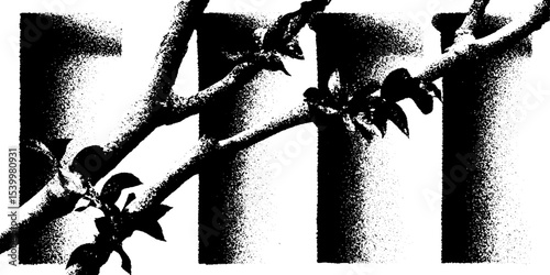 Cracked veranda column entwined with jasmine tendril in black and white design