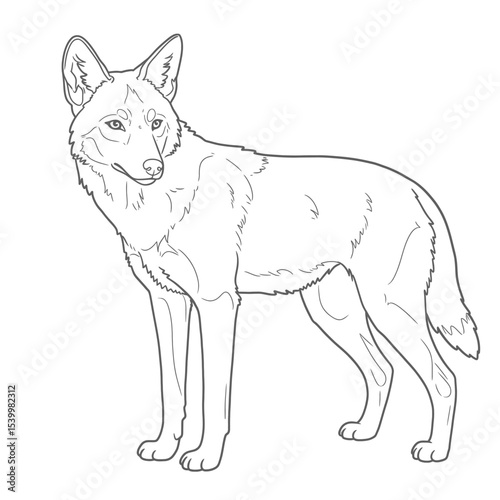 Ethiopian Wolf – Canis simensis. Wolf animal sketch standing proudly on grassy terrain. Wildlife drawing concept