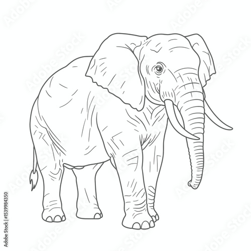 African Forest Elephant – Loxodonta cyclotis. A detailed sketch of an elephant showcasing long striking tusks and a textured trunk. The black-and-white artwork highlights the animal's powerful