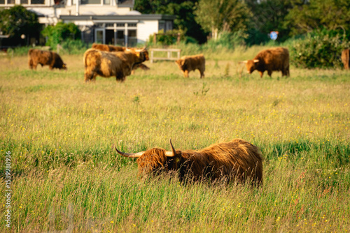Highlander cows, in the field of Lentevreugd, Wassenaar. The Netherlands photo