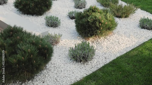 Close-up of a minimalist garden landscape near a house with gravel paths, white stones, lush coniferous shrubs and vegetation. Garden design, front yard.