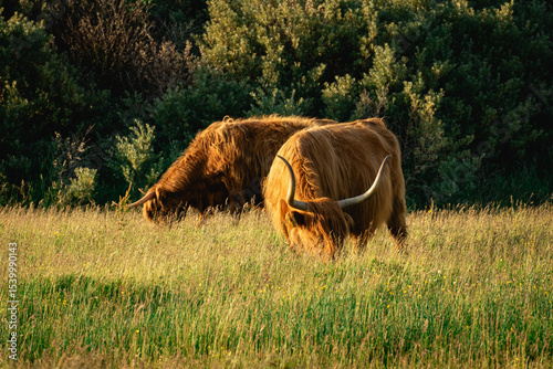 Highlander cows, in the field of Lentevreugd, Wassenaar. The Netherlands photo