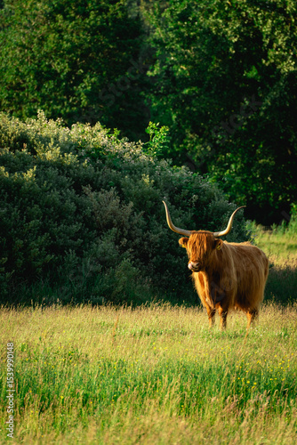 Highlander cows, in the field of Lentevreugd, Wassenaar. The Netherlands photo