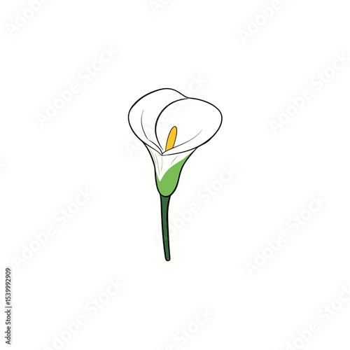 Single White Calla Lily Flower Elegant Botanical Vector for Minimalist Design