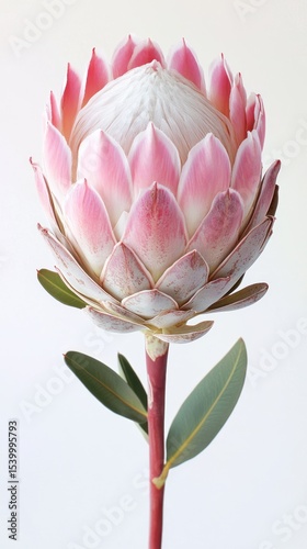Pink king protea flower close up