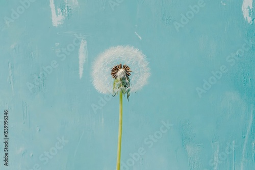 Single dandelion seed head against textured teal background