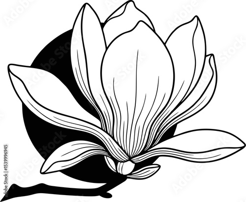 Vintage Magnolia Vector Outline – beautiful flower, sophisticated for diverse creative uses.