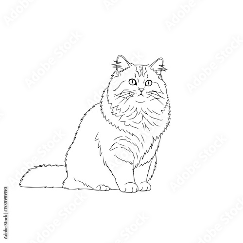siberian cat