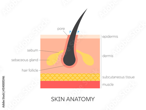 Human skin anatomy flat medical vector illustration with epidermis, dermis, and hypodermis. Structure infographic for dermatology, skincare, healthcare, and educational design.