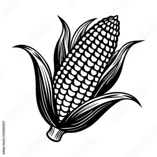 Vector illustration of fresh corn on the cob maize with husk leaves agriculture harvest season food