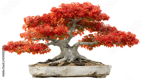 Exquisite japanese bonsai tree in autumn showcasing vibrant red and orange leaves and texture