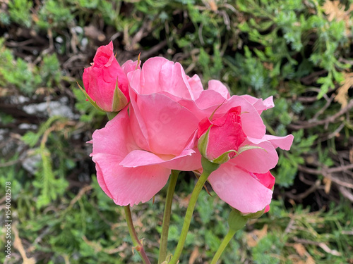 神田川5月：バラの蕾と花 2025/5/19