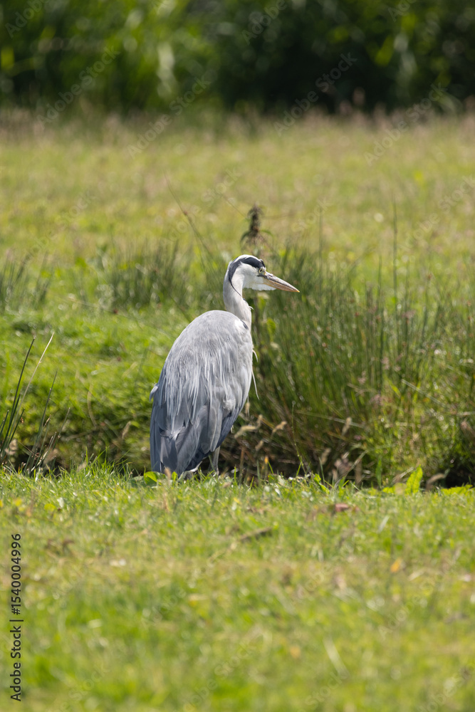 Fototapeta premium Grey heron standing in a grassy field on a sunny day