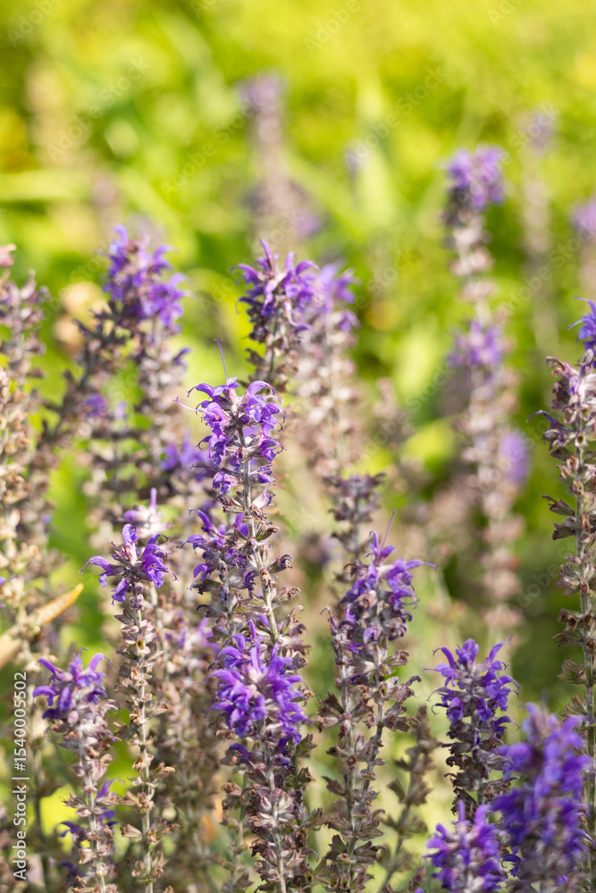 Fototapeta premium Close-up of blooming purple salvia flowers in summer sunlight