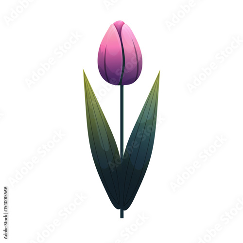 Tulip. Delicate flower with gradient shading. Isolated on white background, suitable for spring design, cards, patterns or packaging. Vector.