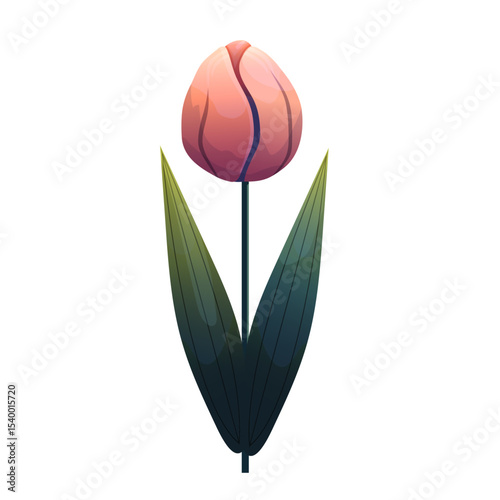 Tulip. Delicate flower with gradient shading. Isolated on white background, suitable for spring design, cards, patterns or packaging. Vector.