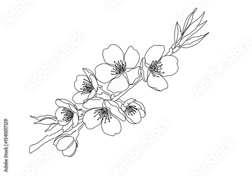 Cherry flower drawing. A black and white outline image of a branch of cherry flowers, known as cherry blossoms or sakura, with multiple blooms and buds in various stages. Vector sketch line art draw.