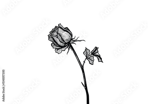 Dead rose drawing. It is a black and white outline image of a wilting rose, crumbling petals and a bent stem with withered leaves, conveying a sense of melancholy. Vector sketch line art draw.