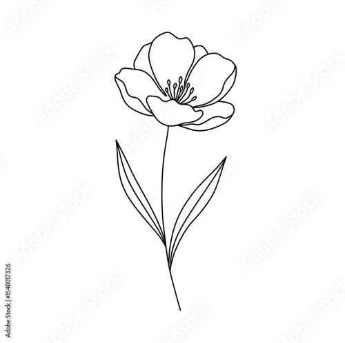 Flower drawing. A black and white outline image of a single flower, possibly a poppy or tulip, with open petals, prominent stamens, a long slender stem. Vector sketch line art draw.
