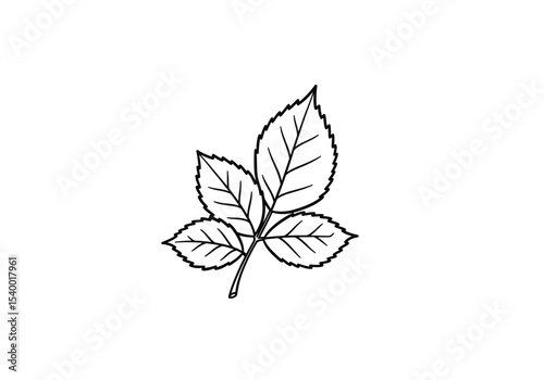 Rose leaf drawing. A black and white outline image of a single rose leaf, composed of three serrated leaflets on a stem, with one leaflet featuring solid black fill. Vector sketch line art draw.